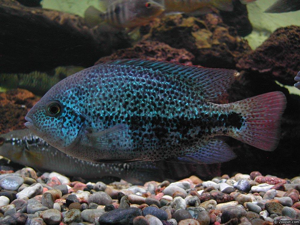 Vieja zonata