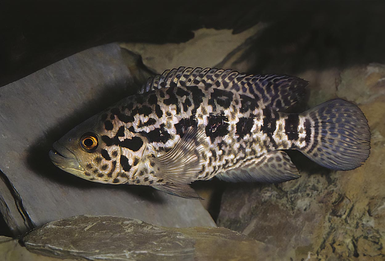 Parachromis managuensis