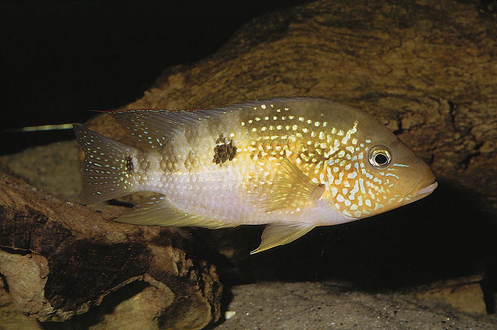 Cribroheros alfari