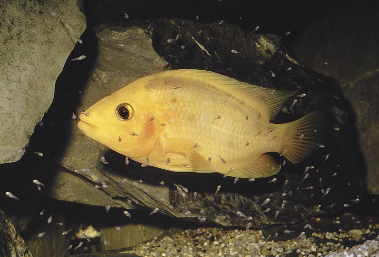 Amphilophus labiatus