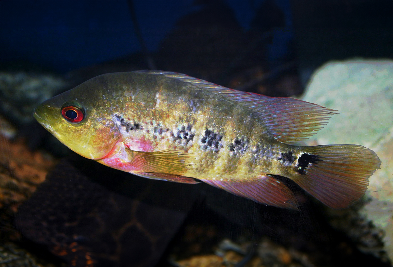 Amphilophus lyonsi