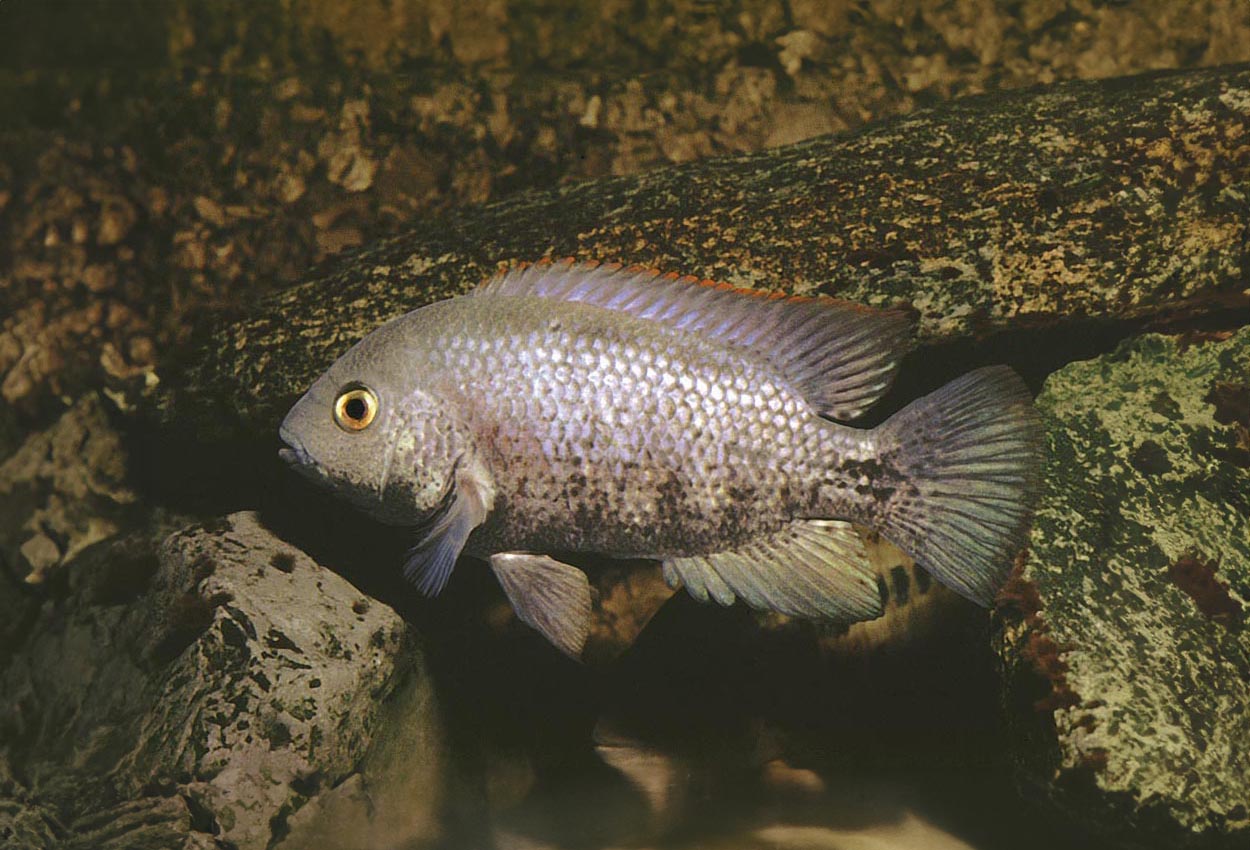 Vieja breidohri