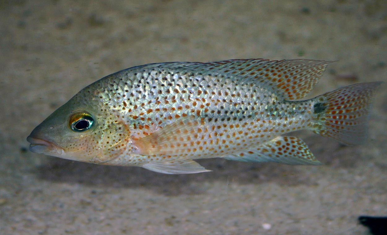 Darienheros calobrensis