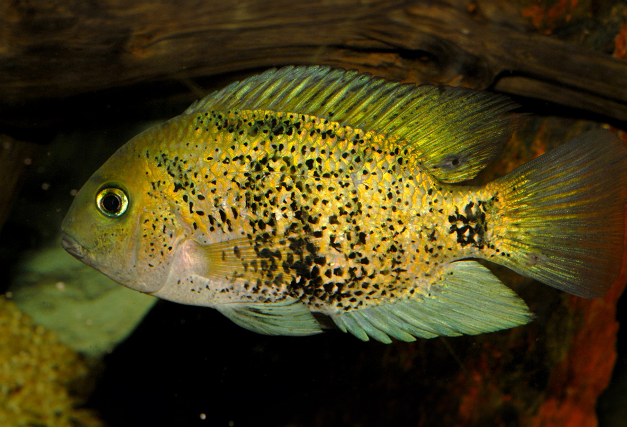 Oscura heterospila