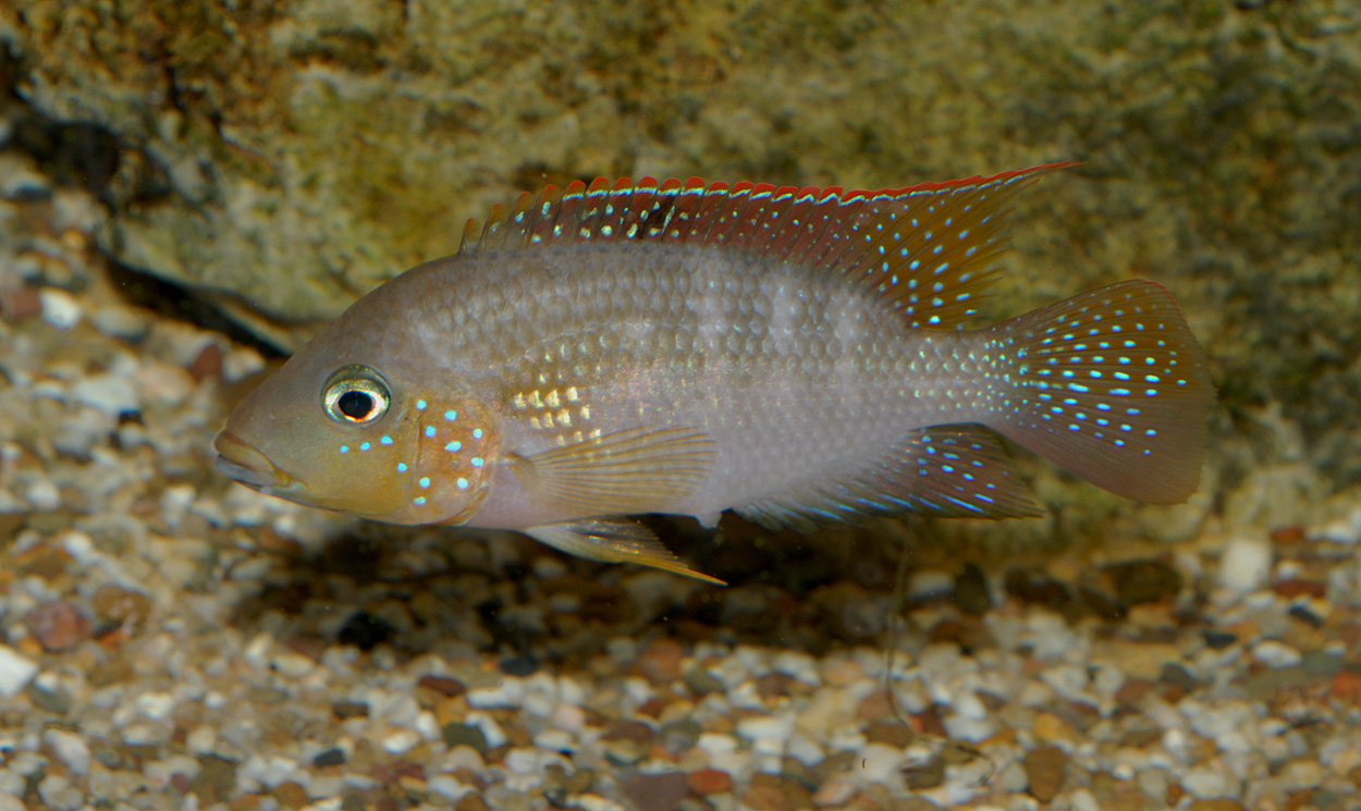 Criboheros alfari