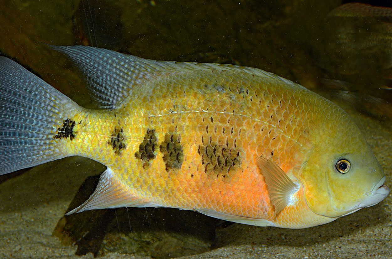Cincelichthys bocourti