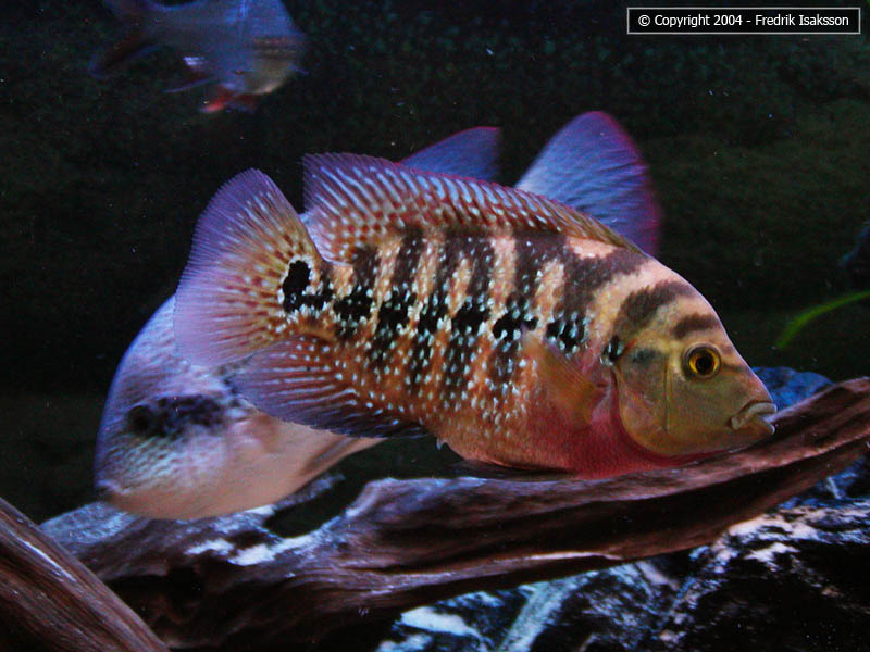 Cichlasoma sp. "flower horn"