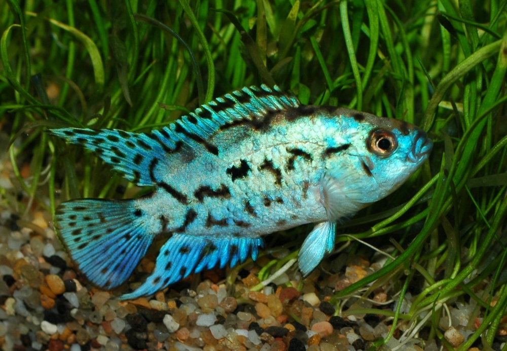 Parachromis octofasciatum sp.
