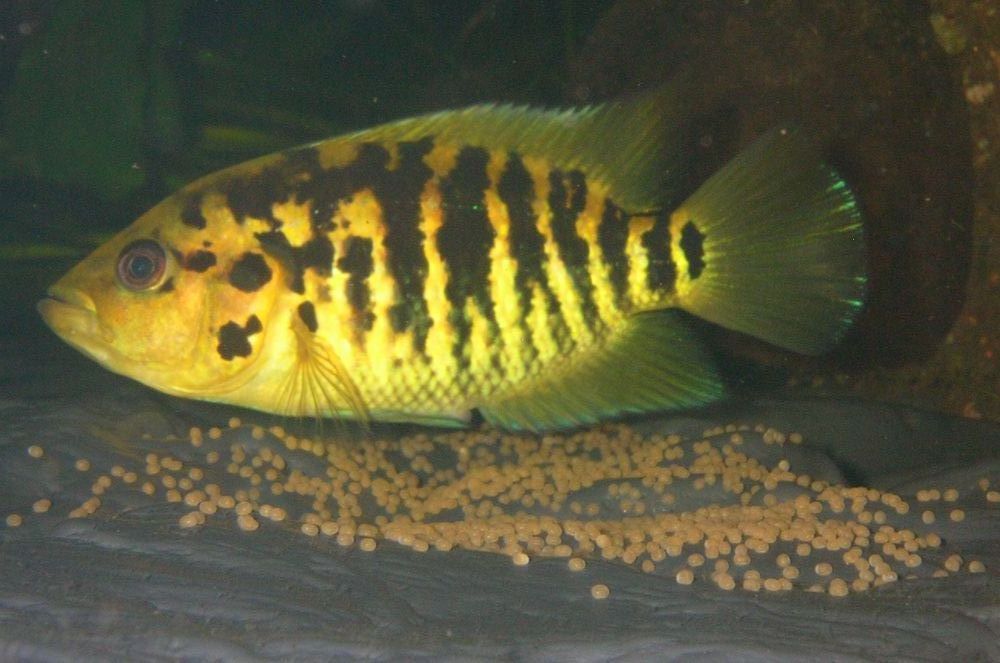 Parachromis friedrichstalii