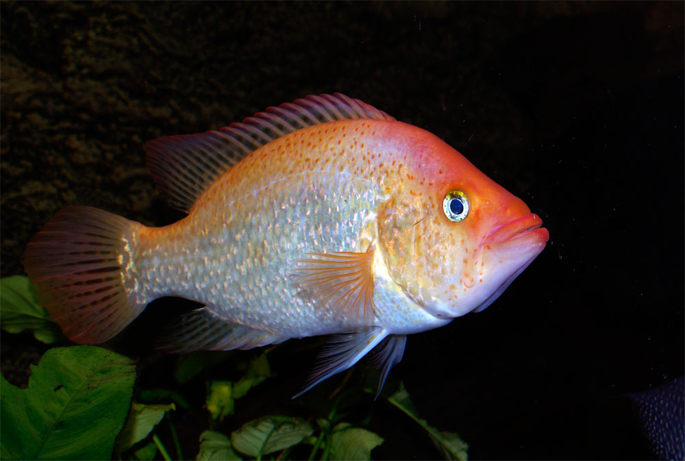 Petenia splendida