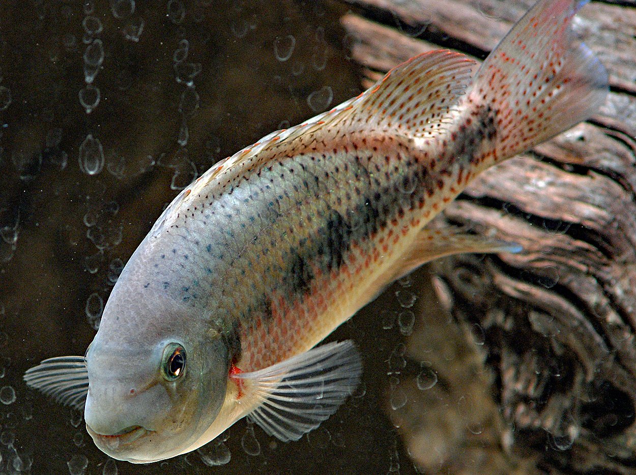 Talamancaheros sieboldii 