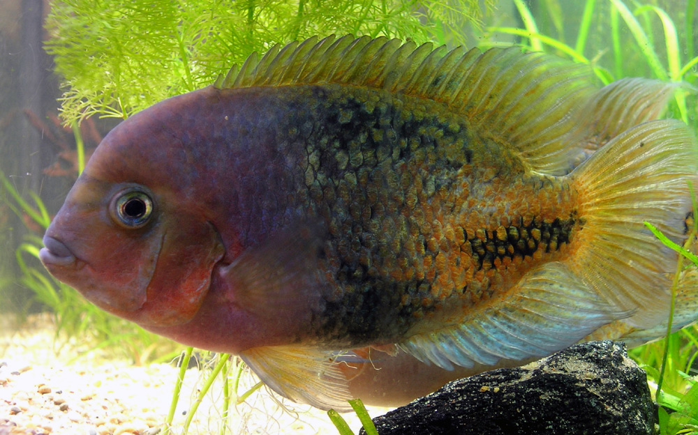 Vieja synspila