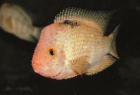 Amphilophus citrinellus