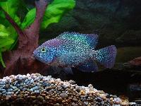 Vieja zonata