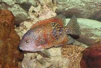 Tomocichla asfraci