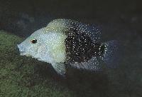 Herichthys cyanoguttatus