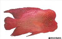 Cichlasoma sp. "flower horn"