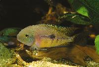 Hypsophrys nicaraguensis