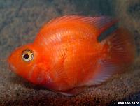 Cichlasoma sp. "hybrid"
