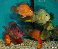 Cichlasoma sp. "hybrid"