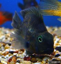 Cichlasoma sp. "hybrid"