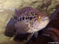 Parachromis managuensis