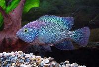 Vieja zonata