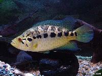 Parachromis managuensis (hona)
