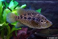 Parachromis managuensis (hane)