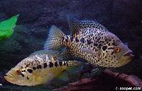 Parachromis managuensis (par)
