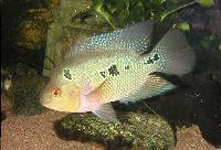 Amphilophus trimaculatus
