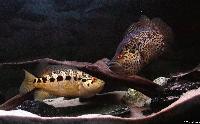 Parachromis managuensis
