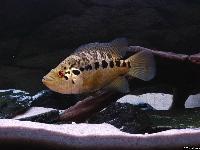 Parachromis managuensis