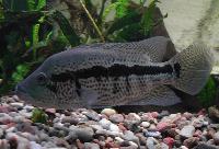 Parachromis dovii (hane)