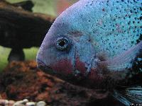 Vieja maculicauda