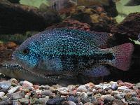 Vieja zonata