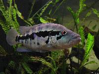 Parachromis dovii (hona)