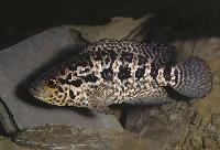 Parachromis managuensis