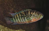 Parachromis octofasciatum
