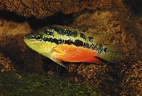 Trichromis salvini