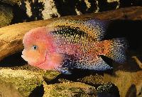 Vieja synspila