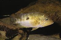 Cribroheros alfari