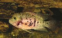 Panamius panamensis