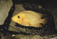 Amphilophus labiatus