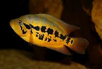 Parachromis loisellei