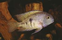 Hypsophrys nicaraguensis