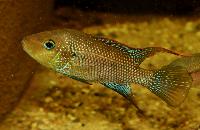 Amphilophus istlanus