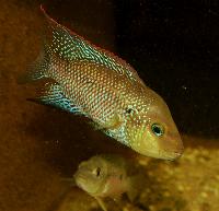 Amphilophus istlanus