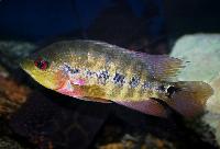Amphilophus lyonsi