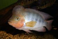 Amphilophus hogaboomorum